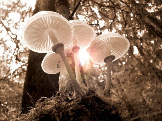 Mushrooms: A Medicinal Gift From The Planet